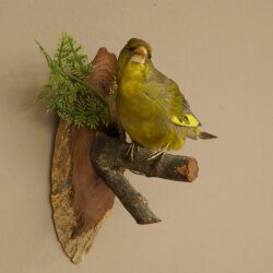 Grünfink Grünling Vogel Präparat präpariert Tierpräparat mit Genehmigung zur Vermarktung