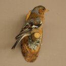 Pinson des arbres sur une branche – Oiseau chanteur – Spécimen empaillé – Hauteur : 17 cm – Spécimen empaillé dont la commercialisation est autorisée