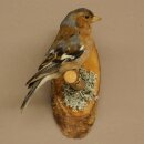 Pinson des arbres sur une branche – Oiseau chanteur – Spécimen empaillé – Hauteur : 17 cm – Spécimen empaillé dont la commercialisation est autorisée