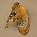 Pinson des arbres sur une branche – Oiseau chanteur – Spécimen empaillé – Hauteur : 17 cm – Spécimen empaillé dont la commercialisation est autorisée