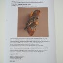 Pinson des arbres sur une branche – Oiseau chanteur – Spécimen empaillé – Hauteur : 17 cm – Spécimen empaillé dont la commercialisation est autorisée