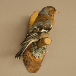 Pinson des arbres sur une branche – Oiseau chanteur – Spécimen empaillé – Hauteur : 17 cm – Spécimen empaillé dont la commercialisation est autorisée
