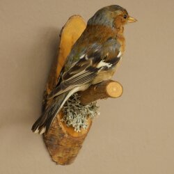 Pinson des arbres sur une branche – Oiseau chanteur – Spécimen empaillé – Hauteur : 17 cm – Spécimen empaillé dont la commercialisation est autorisée