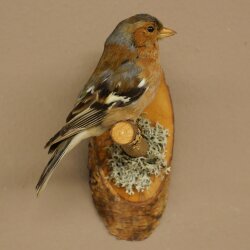 Pinson des arbres sur une branche – Oiseau chanteur – Spécimen empaillé – Hauteur : 17 cm – Spécimen empaillé dont la commercialisation est autorisée