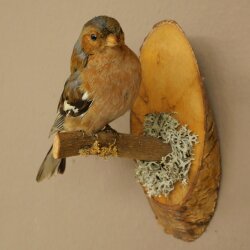 Pinson des arbres sur une branche – Oiseau chanteur – Spécimen empaillé – Hauteur : 17 cm – Spécimen empaillé dont la commercialisation est autorisée
