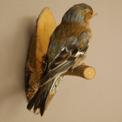 Pinson des arbres sur une branche – Oiseau chanteur – Spécimen empaillé – Hauteur : 17 cm – Spécimen empaillé dont la commercialisation est autorisée