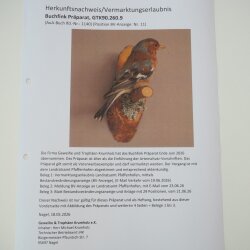 Pinson des arbres sur une branche – Oiseau chanteur – Spécimen empaillé – Hauteur : 17 cm – Spécimen empaillé dont la commercialisation est autorisée