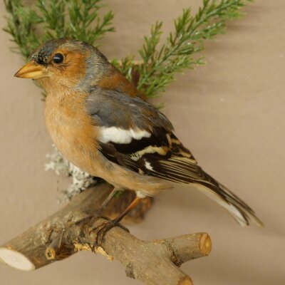 Chaffinch on a Branch, Songbird, Stuffed Bird, Height 19 cm, Stuffed Animal with Marketing Approval