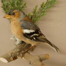 Pinson des arbres sur une branche – Oiseau chanteur...