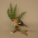 Pinson des arbres sur une branche – Oiseau chanteur...