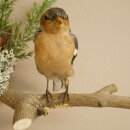 Chaffinch on a Branch, Songbird, Stuffed Bird, Height 19 cm, Stuffed Animal with Marketing Approval