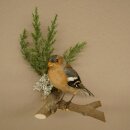 Chaffinch on a Branch, Songbird, Stuffed Bird, Height 19 cm, Stuffed Animal with Marketing Approval