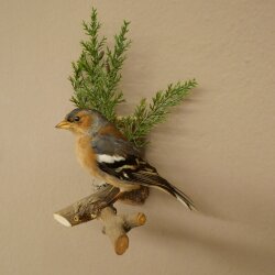 Chaffinch on a Branch, Songbird, Stuffed Bird, Height 19 cm, Stuffed Animal with Marketing Approval