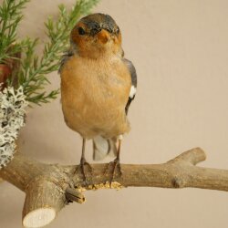 Chaffinch on a Branch, Songbird, Stuffed Bird, Height 19 cm, Stuffed Animal with Marketing Approval