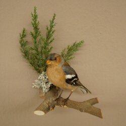 Chaffinch on a Branch, Songbird, Stuffed Bird, Height 19 cm, Stuffed Animal with Marketing Approval