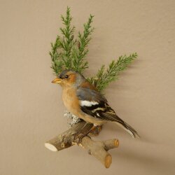 Chaffinch on a Branch, Songbird, Stuffed Bird, Height 19 cm, Stuffed Animal with Marketing Approval