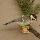 Kohlmeise Paar Präparat Höhe 20 cm Meise Vogel präpariert Tierpräparat mit Genehmigung zur Vermarktung
