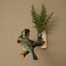 Kohlmeise Paar Präparat Höhe 20 cm Meise Vogel präpariert Tierpräparat mit Genehmigung zur Vermarktung