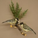 Kohlmeise Paar Präparat Höhe 20 cm Meise Vogel präpariert Tierpräparat mit Genehmigung zur Vermarktung