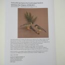 Kohlmeise Paar Präparat Höhe 20 cm Meise Vogel präpariert Tierpräparat mit Genehmigung zur Vermarktung