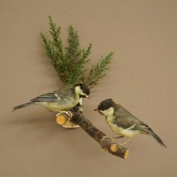 Kohlmeise Paar Präparat Höhe 20 cm Meise Vogel präpariert Tierpräparat mit Genehmigung zur Vermarktung