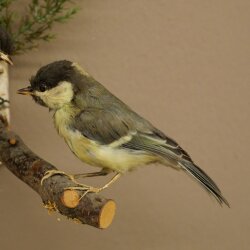 Kohlmeise Paar Präparat Höhe 20 cm Meise Vogel präpariert Tierpräparat mit Genehmigung zur Vermarktung