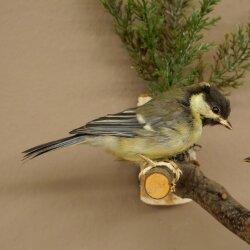 Kohlmeise Paar Präparat Höhe 20 cm Meise Vogel präpariert Tierpräparat mit Genehmigung zur Vermarktung