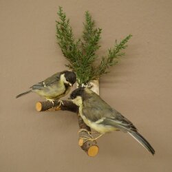 Kohlmeise Paar Präparat Höhe 20 cm Meise Vogel präpariert Tierpräparat mit Genehmigung zur Vermarktung