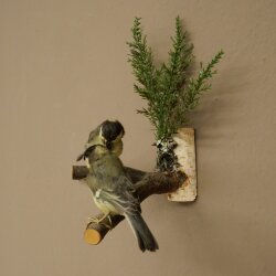 Kohlmeise Paar Präparat Höhe 20 cm Meise Vogel präpariert Tierpräparat mit Genehmigung zur Vermarktung