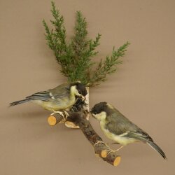 Kohlmeise Paar Präparat Höhe 20 cm Meise Vogel präpariert Tierpräparat mit Genehmigung zur Vermarktung
