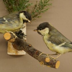 Kohlmeise Paar Präparat Höhe 20 cm Meise Vogel präpariert Tierpräparat mit Genehmigung zur Vermarktung