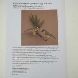 Kohlmeise Paar Präparat Höhe 20 cm Meise Vogel präpariert Tierpräparat mit Genehmigung zur Vermarktung