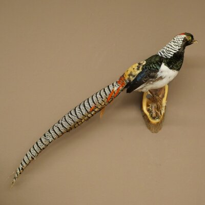 Diamantfasan Vogel Präparat Höhe 62 cm präpariert Tierpräparat 90.272.10