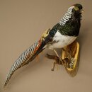 Diamantfasan Vogel Präparat Höhe 62 cm präpariert Tierpräparat 90.272.10