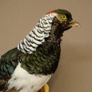 Diamantfasan Vogel Präparat Höhe 62 cm präpariert Tierpräparat 90.272.10