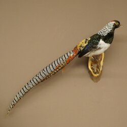 Diamantfasan Vogel Präparat Höhe 62 cm präpariert Tierpräparat 90.272.10