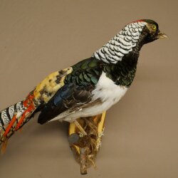 Diamantfasan Vogel Präparat Höhe 62 cm präpariert Tierpräparat 90.272.10
