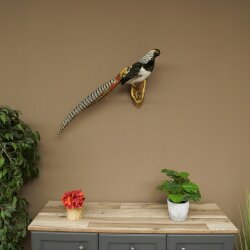 Diamantfasan Vogel Präparat Höhe 62 cm präpariert Tierpräparat 90.272.10