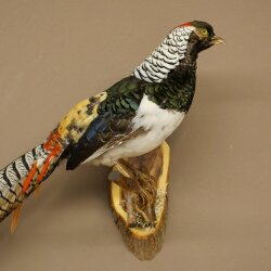 Diamantfasan Vogel Präparat Höhe 62 cm präpariert Tierpräparat 90.272.10