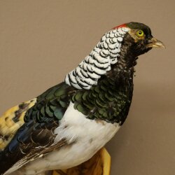Diamantfasan Vogel Präparat Höhe 62 cm präpariert Tierpräparat 90.272.10