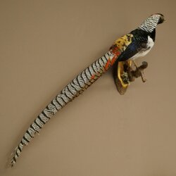 Diamantfasan Vogel Präparat Höhe 62 cm präpariert Tierpräparat 90.272.10