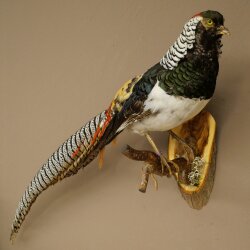 Diamantfasan Vogel Präparat Höhe 62 cm präpariert Tierpräparat 90.272.10