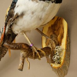 Diamantfasan Vogel Präparat Höhe 62 cm präpariert Tierpräparat 90.272.10