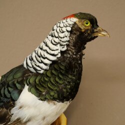 Diamantfasan Vogel Präparat Höhe 62 cm präpariert Tierpräparat 90.272.10