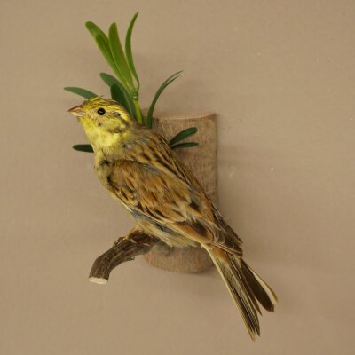 Goldammer Vogel Präparat Höhe 17 cm präpariert Tierpräparat mit Genehmigung zur Vermarktung