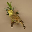 Goldammer Vogel Präparat Höhe 17 cm präpariert Tierpräparat mit Genehmigung zur Vermarktung