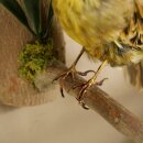 Goldammer Vogel Präparat Höhe 17 cm präpariert Tierpräparat mit Genehmigung zur Vermarktung