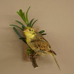 Goldammer Vogel Präparat Höhe 17 cm präpariert Tierpräparat mit Genehmigung zur Vermarktung