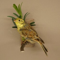 Goldammer Vogel Präparat Höhe 17 cm präpariert Tierpräparat mit Genehmigung zur Vermarktung