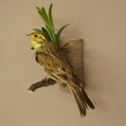 Goldammer Vogel Präparat Höhe 17 cm präpariert Tierpräparat mit Genehmigung zur Vermarktung